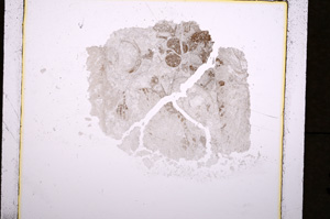 Plane Polarized, E19302