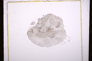 Plane Polarized, E19303