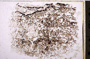 Plane Polarized, E19312