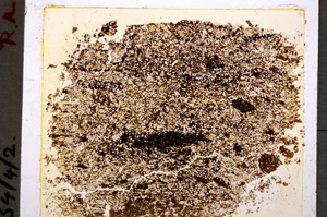 Plane Polarized, E19312/A