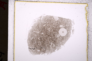 Plane Polarized, E19388