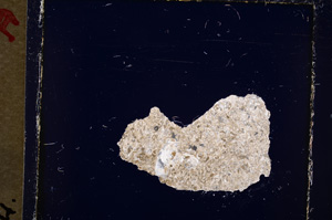 Cross Polarized, E19390