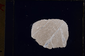 Cross Polarized, E19395