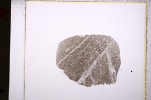 Plane Polarized, E19395