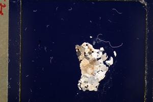 Cross Polarized, E19439