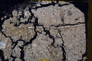 Cross Polarized, E19444