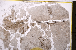 Plane Polarized, E19444