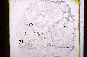 Plane Polarized, E19468