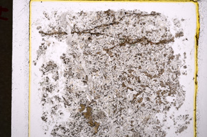 Plane Polarized, E19471