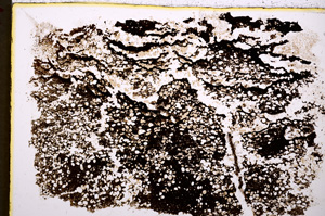 Plane Polarized, E19480