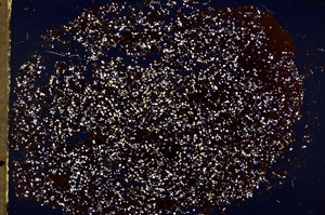 Cross Polarized, E19482