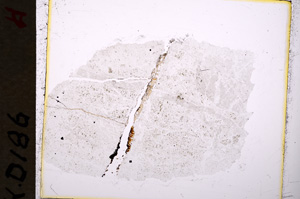 Plane Polarized, E19486