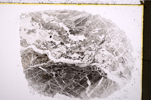 Plane Polarized, E19490