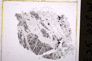 Plane Polarized, E19494