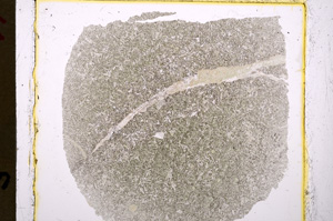 Plane Polarized, E19535