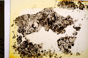 Plane Polarized, E19542/A