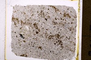 Plane Polarized, E19543