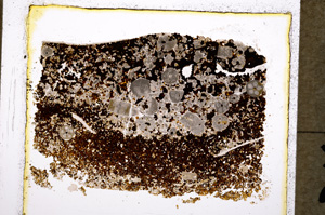 Plane Polarized, E19544