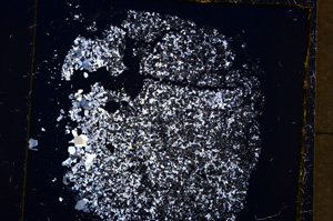 Cross Polarized, E19554