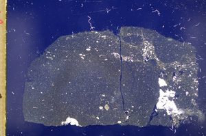 Cross Polarized, E19562