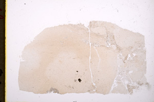 Plane Polarized, E19562