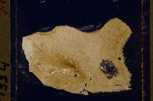 Cross Polarized, E19563