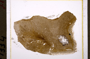 Plane Polarized, E19563