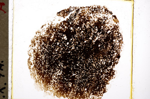 Plane Polarized, E19567