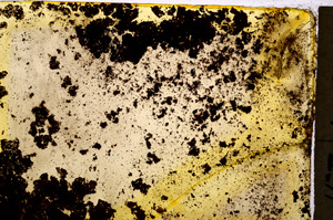 Plane Polarized, E19568/A