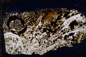 Cross Polarized, E19587