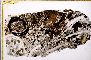 Plane Polarized, E19587