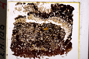 Plane Polarized, E19589