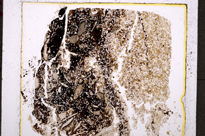 Plane Polarized, E19591