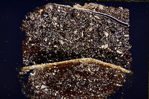 Cross Polarized, E19592