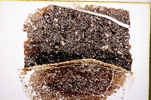 Plane Polarized, E19592