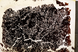 Plane Polarized, E19595/A