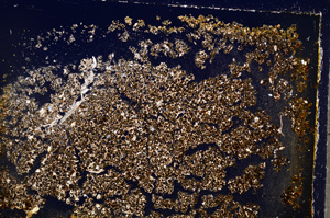 Cross Polarized, E19603/A