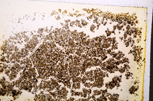 Plane Polarized, E19603/A