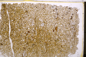 Plane Polarized, E19604/A