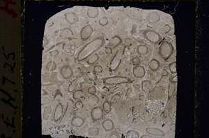 Cross Polarized, E19608