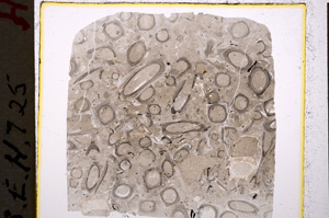 Plane Polarized, E19608