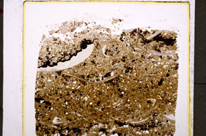 Plane Polarized, E19611