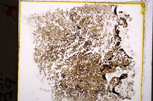 Plane Polarized, E19612