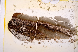 Plane Polarized, E19614/A