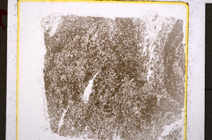 Plane Polarized, E19615