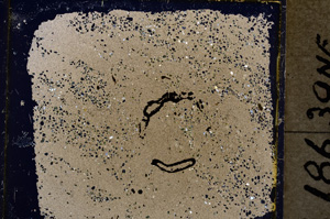 Cross Polarized, E19616