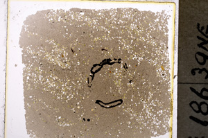 Plane Polarized, E19616