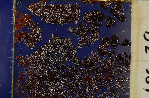 Cross Polarized, E19625/A