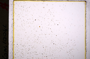 Plane Polarized, E19636