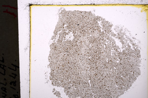 Plane Polarized, E19643